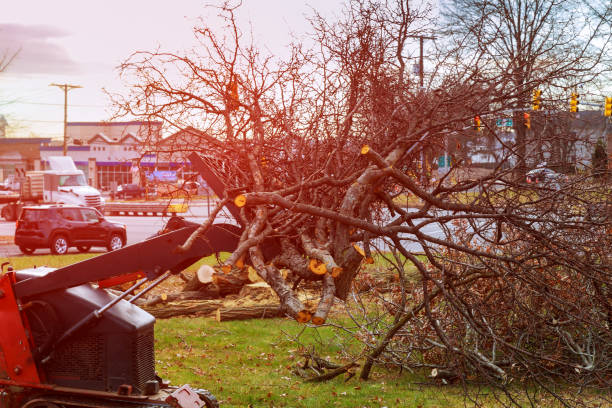 Leaf Removal in Petersburg, WV