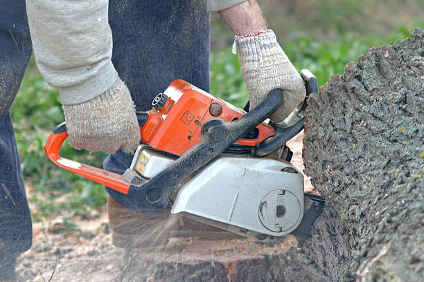 Trusted Petersburg, WV Tree Services Experts