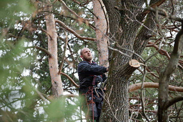 How Our Tree Care Process Works  in  Petersburg, WV